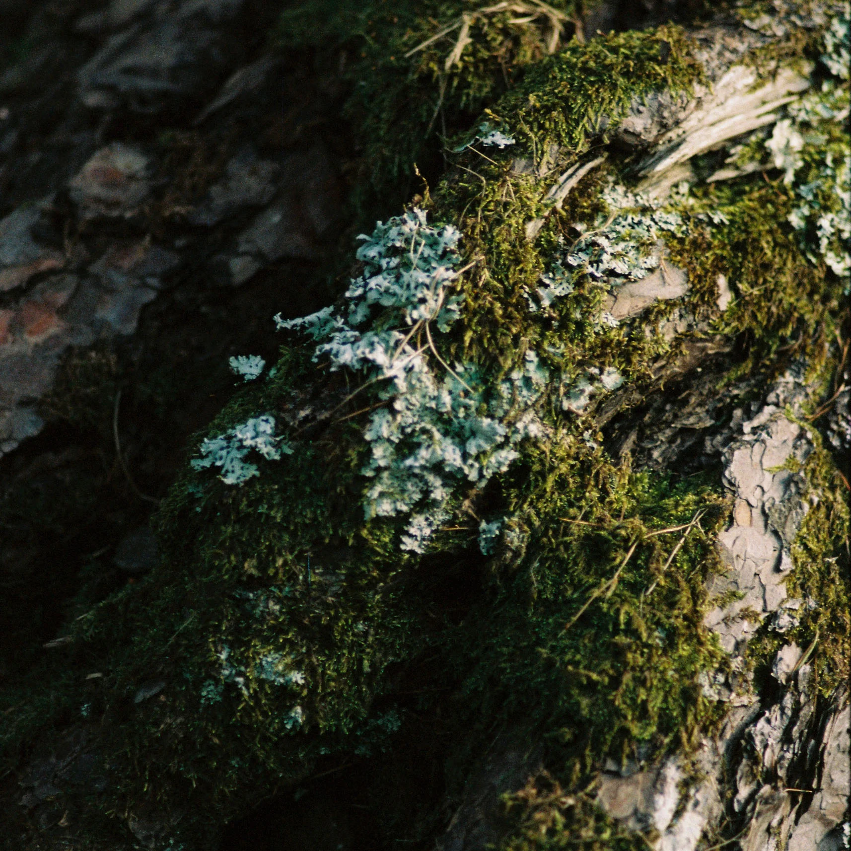 Moss Pot Pourri - Image 3