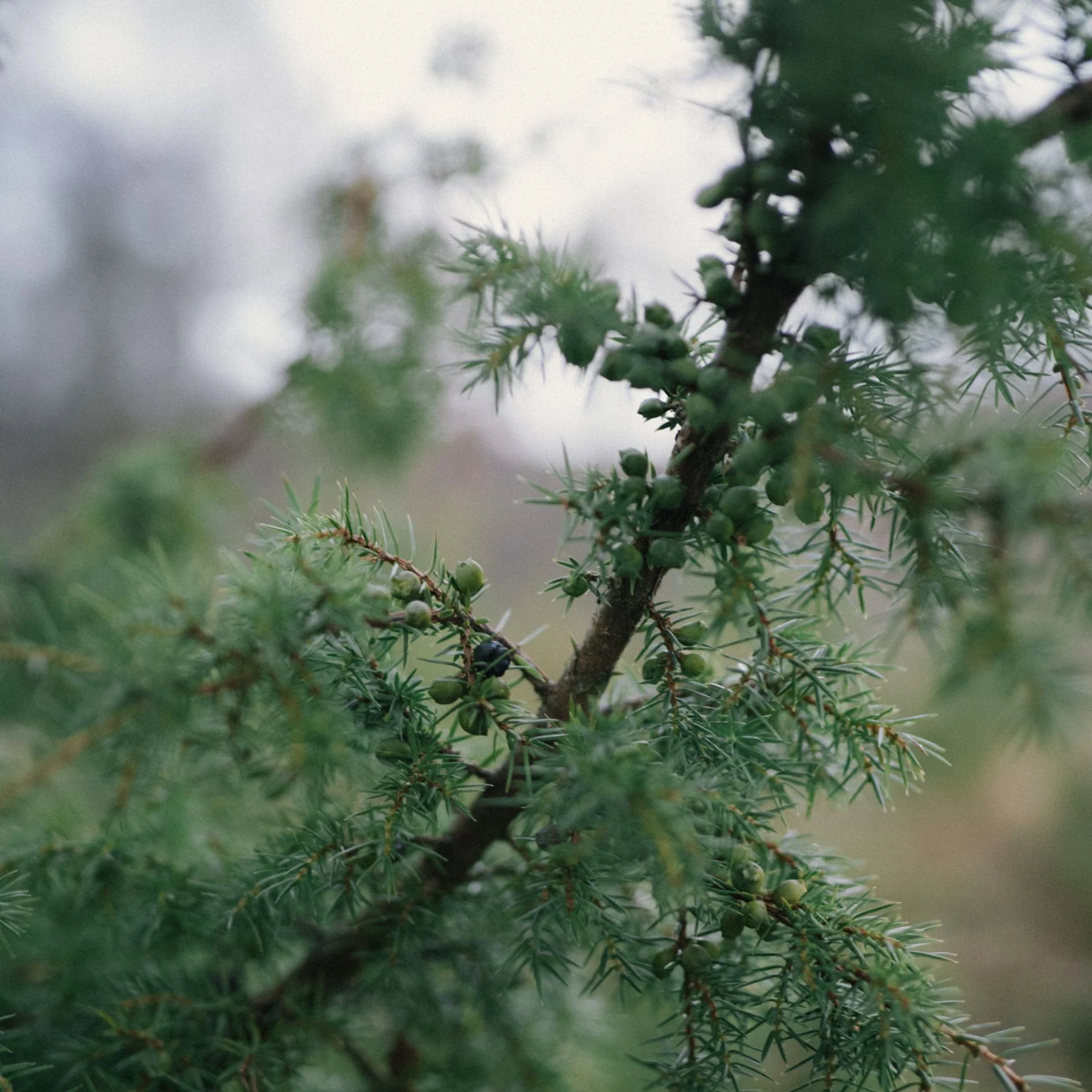 Rain Wood 50ml Eau de Parfum - Image 5