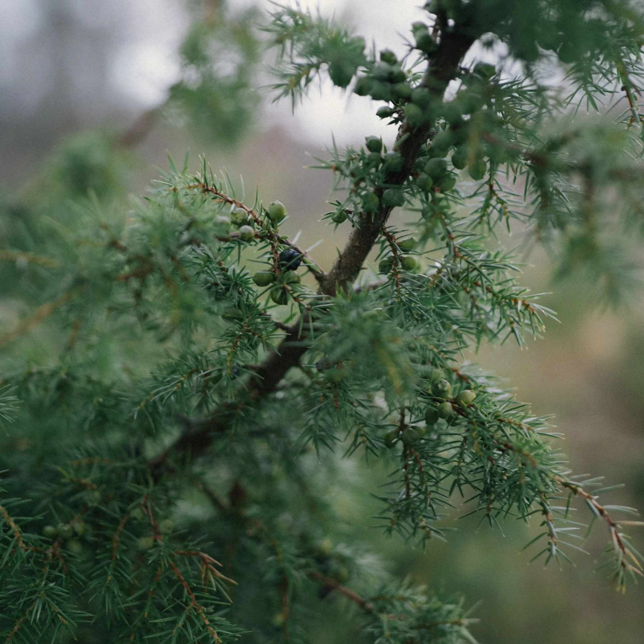 Rain Wood Soap - Image 6